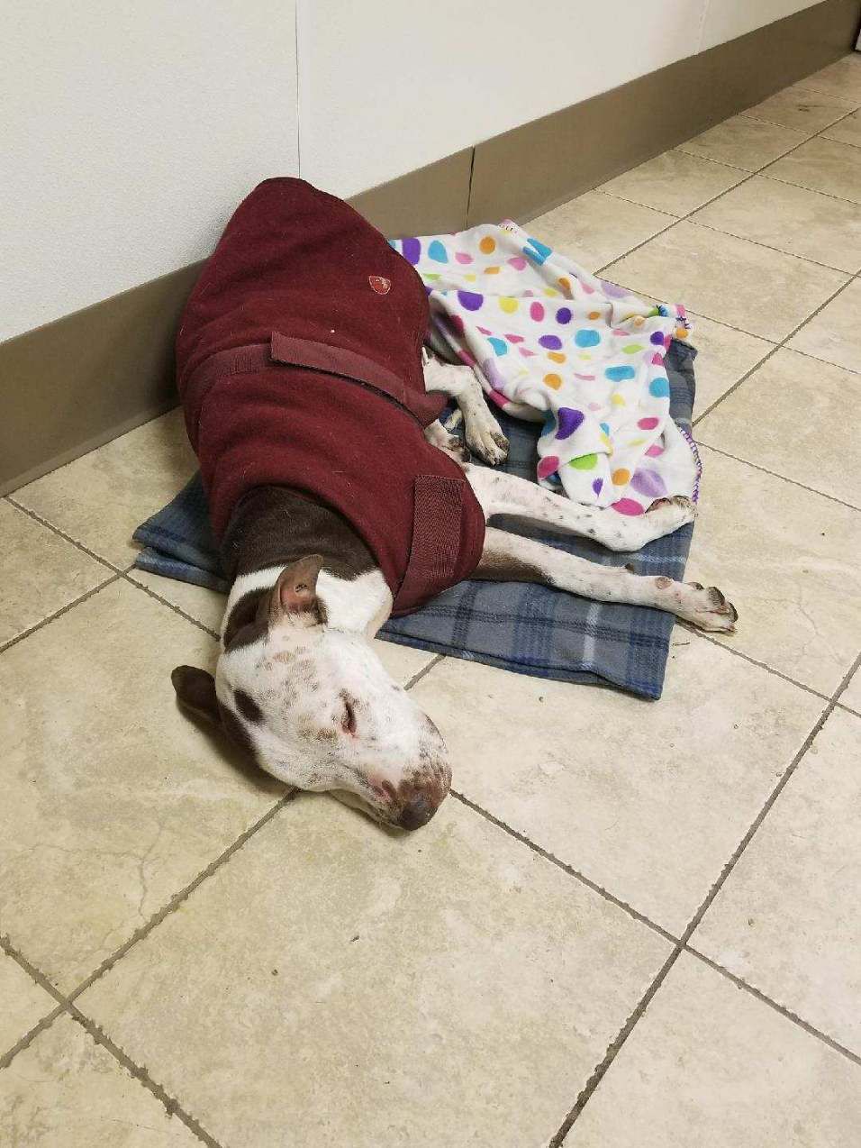 Elsa warming coat